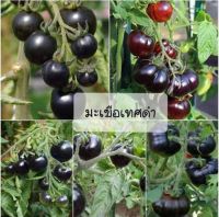 เมล็ดพันธุ์ มะเขือเทศ สีดำ มินิ (Mini Black Tomato) จำนวน 20 เมล็ด