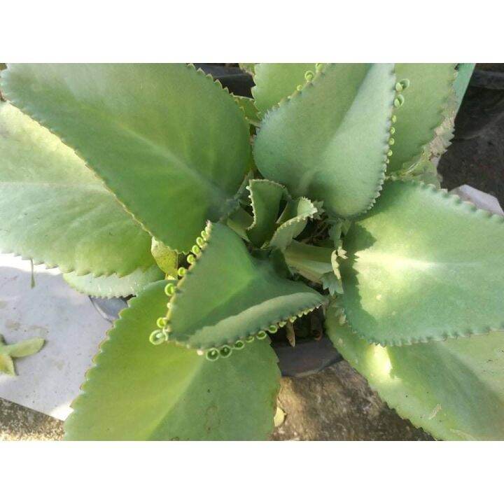 ไม้มงคล-เศรษฐีพันล้านพร้อมปลูก-mother-of-thousands-เพื่อความเป็นสิริมงคล