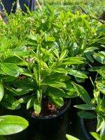 โสมไทย 	Talinum paniculatum Gaertn. กระถางขนาด 5 นิ้ว
