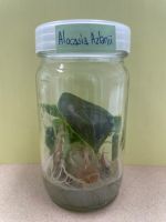 อโลคาเซียอัสลานีอาย (Alocasia Azlanii) ไม้เนื้อเยื่อ