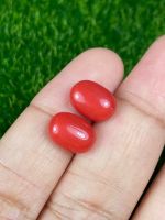 7.74cts สีแดงคอรัล คู่ 1x8.5x5.5mm 7.74cts red coral pair 11x8.5x5.5mm