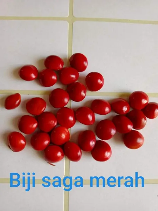 100 GR BIJI SAGA FULL MERAH/ SAGA POHON | Lazada Indonesia