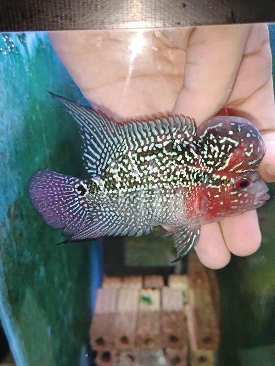 Flowerhorn thai srd big kok 3.5inch, pellet trained Lazada
