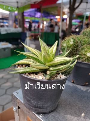 ต้นกระบองเพชร หรือ แคคตัส (Cactus)  (ม้าเวียนด่าง)