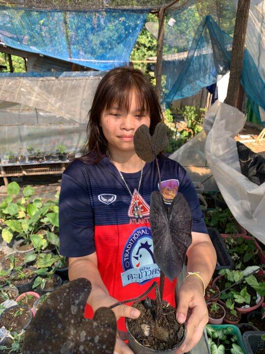 ต้นสีดำ-สวยที่สุดไม้น้ำ-บอนดำแบล็คโครอล-colocasia-black-coral-บอนดำหน้าย่น-ใบดำสวยเด่นไม่เหมือนใคร-ต้นสวยสมบูรณ์-ปลูกกลางแจ้งแดดจัด-โดนแดดได้ทั้งวัน-จะปลูกใส่กระถางก็สวยสุด