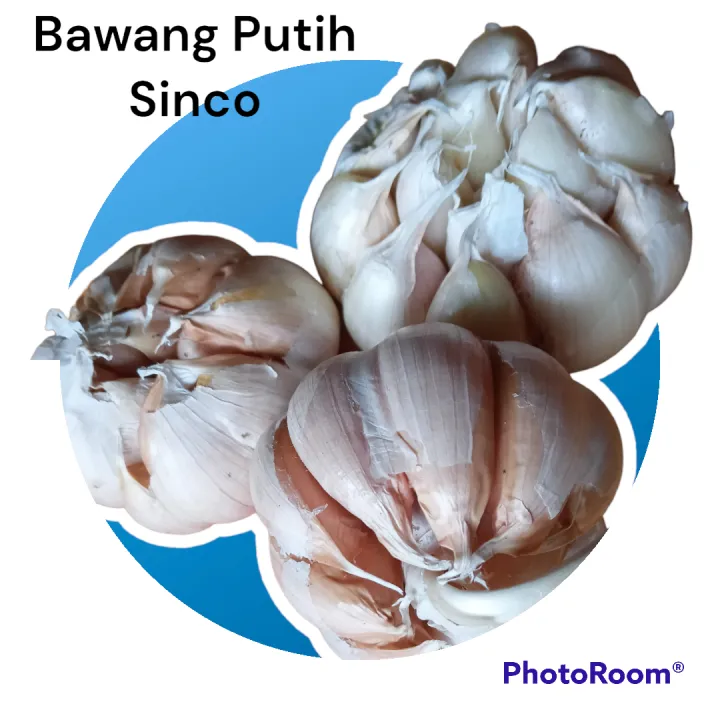 Bawang Putih Sinco Kating 1 Kg Lazada Indonesia