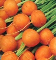 เมล็ดพันธุ์ แครอท กลม (Parisian Carrot Seed) บรรจุ 30 เมล็ด คุณภาพดี ของแท้ 100%