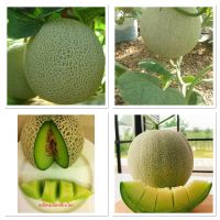 เมล็ดพันธุ์ เมล่อน ซึเนโอะ (F1 Hybrid,Melon บรรจุ 12 เมล็ด