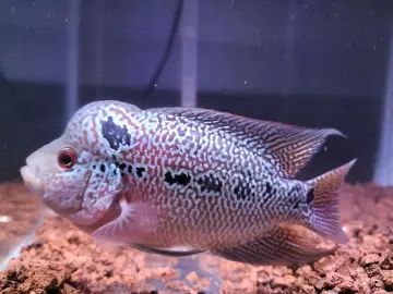 48+ Dekorasi Aquarium Ikan Louhan Terbaik