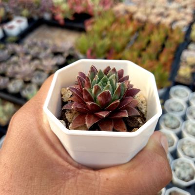 Sempervivum arachnoideum/กุหลาบหินสีแดง/ กระถางสองนิ้วส่งทั้งกระถาง