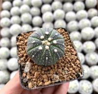 แอสโตรไฟตัม แคคตัส ไซต์จิ๋วน่ารักๆ (Astrophytum  Cactus) เหมาะสำหรับคนเริ่มเพาะปลูก แอสโตร ลุ้นดอกและสีดอกหลากสี สะสม Sizeหัว 0.3-5.3cm 1ต้น/PCs