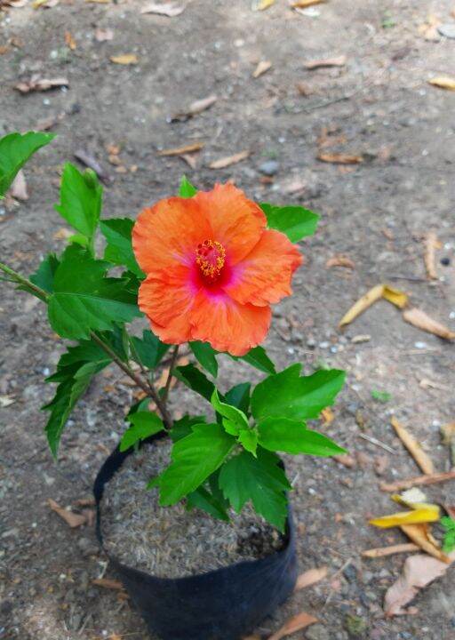 Gumamela Orange Flower Lazada PH