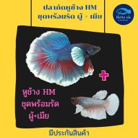 ปลากัดหูช้าง ฮาฟมูน ผุ้ / เมีย / ผู้ + เมีย แพ็คคู่ ชุดพร้อมรัด 1 คู่ / คละสี สำหรับเพาะพันธุ์ มีประกันสินค้า