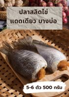 ปลาสลิดไข่(แดดเดียว) - ปลาสลิดบางบ่อ 5-6 ตัว 500g.