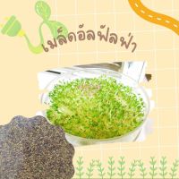 เมล็ดพันธุ์ อัลฟัลฟา 500 เมล็ด Alfalfa seeds เมล็ดพันธุ์แท้ นำเข้าจากต่างประเทศ ปลูกผัก สวนครัว ปลูกง่าย โตไว