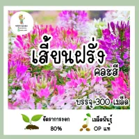 เมล็ดพันธุ์ เสี้ยนฝรั่ง คละสี 300เมล็ด เมล็ดพันธุ์ OPแท้ อัตราการงอกสูง?