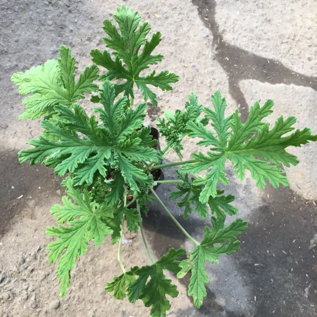 Malvarosa Citronella plant with FREE fertilizer and free Pot (Rooted