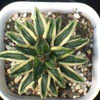 Agave victoriae cream compact/อากาเว่ วิคตอเรีย ครีม