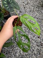 พลูฉลุด่างอินโด พลูฉลุอินโดด่าง Monstera Adansonii Indonesia Variegated ต้นแข็งแรง ใบใหญ่ ด่างสวย