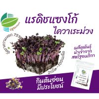 เมล็ด ไควาเระม่วง แรดิชแซงโก้ (100 เมล็ด) 2 กรัม ต้นอ่อน ไมโครกรีน Microgreens