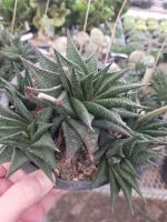 Haworthia limifolia