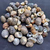 หอยตู้ปลา ผสมหอยสังข์แบนเล็ก mix small seashells 50g 1-2.5cm hun