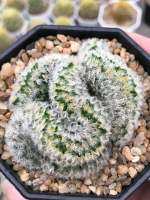 คามิเน่คริส mammillaria carmenae cristata