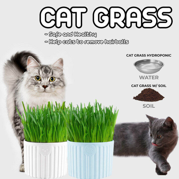 Pet Cat Grass Seeds Plant Set Cat Green Snack Treats Nature Wheat Plant Soilless