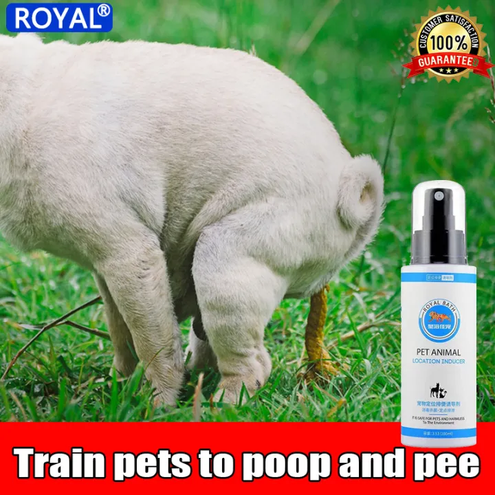 How To Train Your Dog To Poop In The Toilet