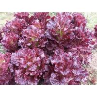 เมล็ดพันธุ์ ผักสลัด รูบี้เรด (Ruby Red Lettuce Seed) บรรจุ 100 เมล็ด