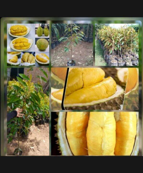 Biji Durian 250 Semai Durian Super Lazada Indonesia