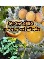 เสาวรสหวานโคลัมเบีย(Granadella)(ชุด20เมล็ด)