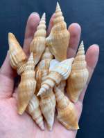 เปลือกหอยแท้ เปลือกปีกนางฟ้า 50g angel wing seashells