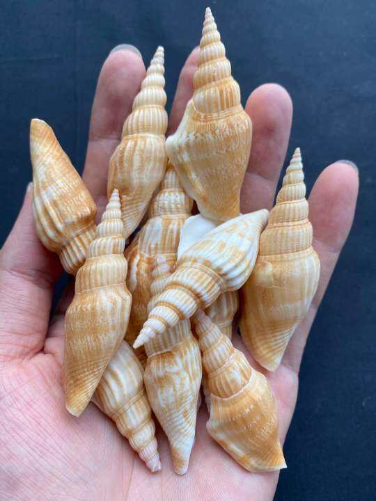 เปลือกหอยแท้ เปลือกปีกนางฟ้า 50g angel wing seashells | Lazada.co.th