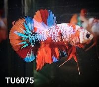 กาแล็คซี่(ผ)  TU6075  สีสวย สมบูรณ์   นำมาตกแต่งตู้ได้สวย