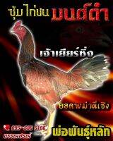 ไข่เชื้อไก่ชน พม่าม้าล่อ เจ้าเยียร์แดง ร้านจัดส่งไว