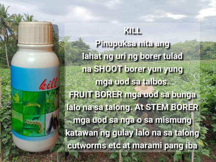 KILL insecticide for EPSB egg plant shoot borer | Lazada PH