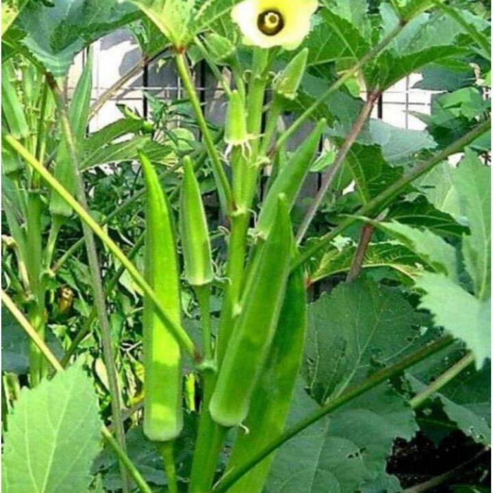Okra Seeds for planting (20 Seeds) Lazada PH