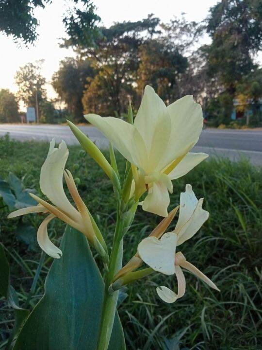 พุทธรักษา-ดอกสีขาว-ชุด2หัว