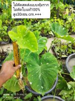 มิลค์กี้เวย์ ใบกลม (ตัดสด) Colocasia Milky Wayโคโลคาเซีย มิลค์กี้เวย์ใบกลม