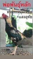 ไข่เชื้อไก่ชนพม่า สายเลือดดีผสมกับแม่ไก่หลายสาย