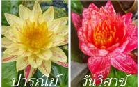 บัวนอก ปารณีย์&amp;วันวิสาข์ซื้อ 1 คู่แถม 1คู่