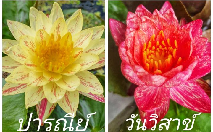 บัวนอก ปารณีย์&amp;วันวิสาข์