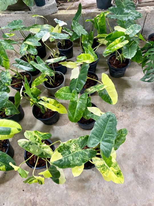 ฟิโลเดดดรอน-เบอร์เบิ้ลมาร์ค-ด่าง-philodendron-burle-marxvariegeted-กระถาง6นิ้ว