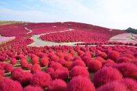 เมล็ดพันธุ์ พุ่มไม้เพลิง โคเชีย (Kochia Trichophylla) บรรจุ 50 เมล็ด