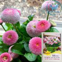 เมล็ด อิงลิชเดซี่ คละสี 100 เมล็ด  English Daisy Mixed Seed