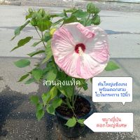 ชบาญี่ปุ่น ชบา ต้นชบา Shoe Flower, Hibiscus ญี่ปุ่น พันธุ์ดอกใหญ่ จัมโบ้ ไม้ดอก ต้นจริงพร้อมดอกในกระถาง สวนลุงแท็ค