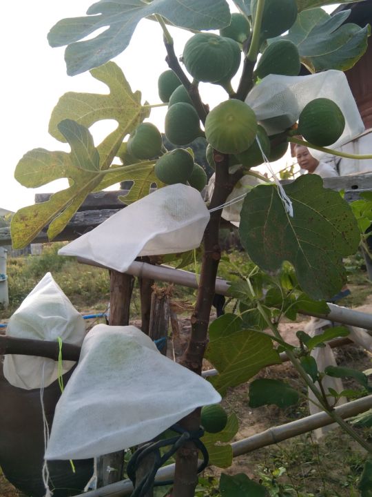 ถุงห่อผลไม้กันเเมลง-ถุงห่อมะเดื่อฝรั่ง-มะยงชิด-มะปราง-figs-แพ็ก-20ใบ-ถุงห่อผลไม้กันแมลง