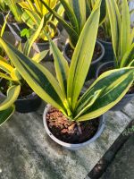 โกลด์เด้นเฟลม ชื่อวิทยาศาสตร์ Sansevieria trifasciata hort. ex Prain cv. Goldflame กระถางขนาด 5 นิ้ว