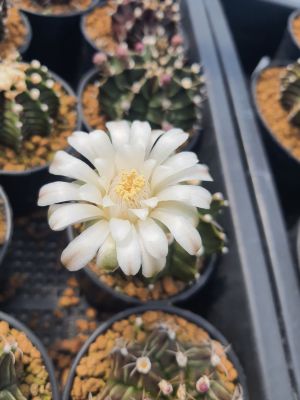 ยิมโนคาไลเซียม (Gymnocalycium) จำนวน 1 ต้น ขนาด 5 cm